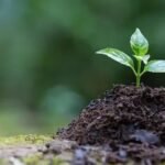 a plant in soil showing Building Healthy Soil for a Thriving Garden