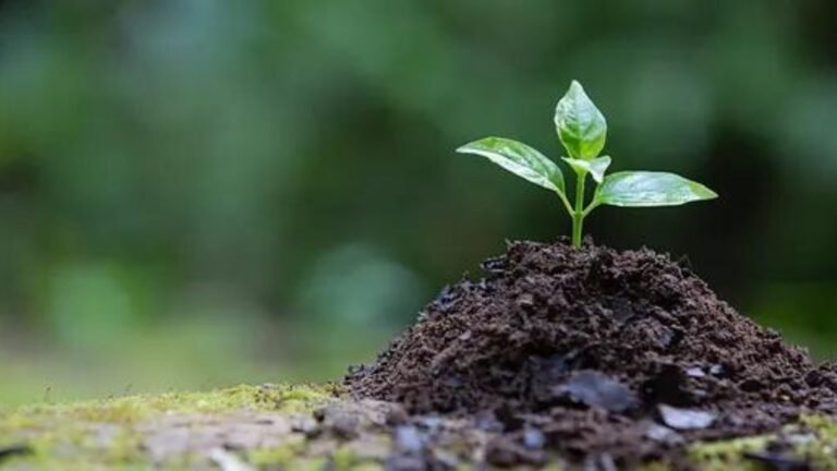 a plant in soil showing Building Healthy Soil for a Thriving Garden