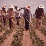 Strategies for Organic Weed Control