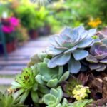 Succulent Gardening flowers