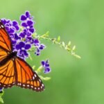 a butterfly on a plant showing a Butterfly Garden