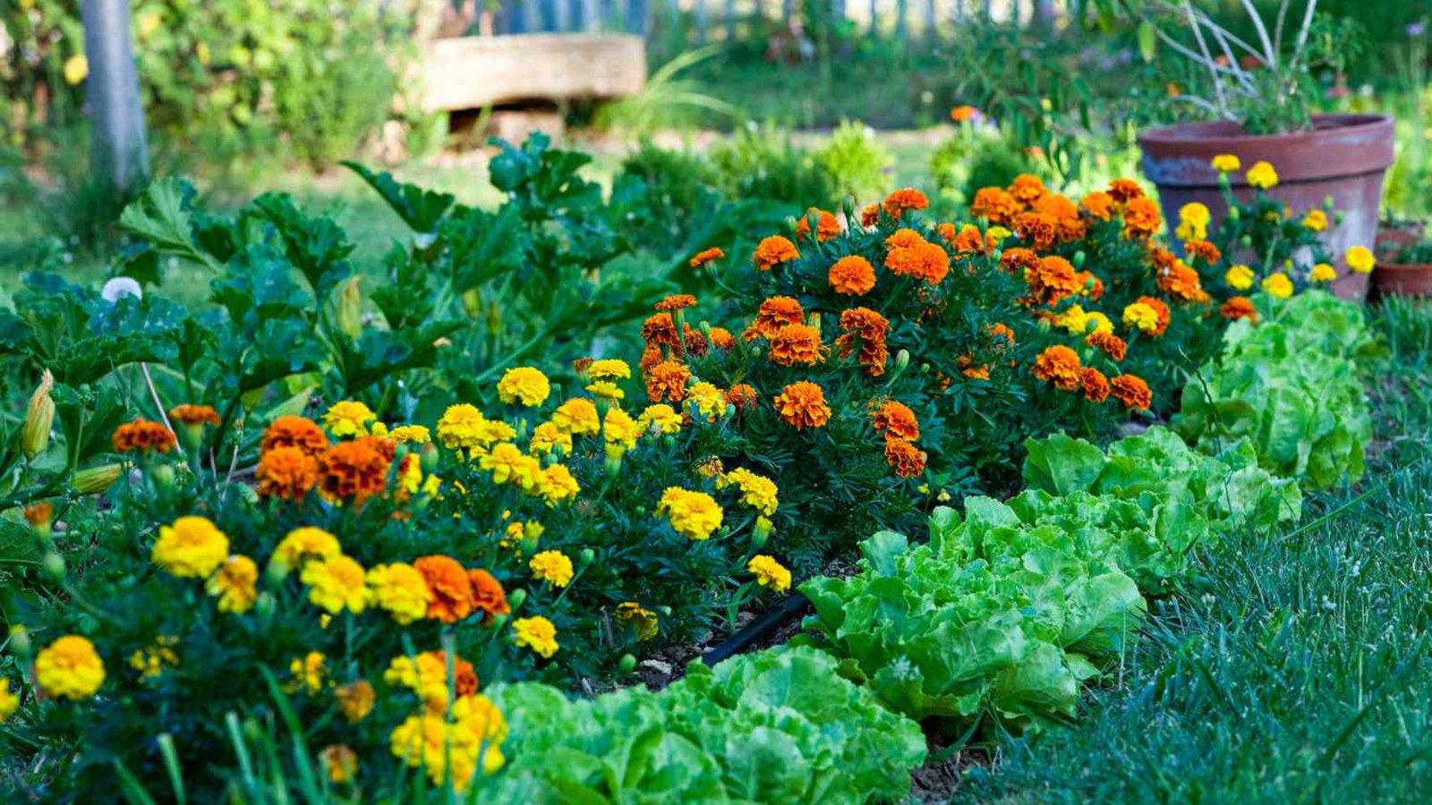 Gardening for Beginners: A Step-by-Step Guide