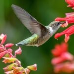 a bird on a flower showing a Hummingbird Garden