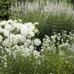 a Moon Garden
