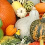 Tips for Growing Pumpkins Successfully A Guide to Bountiful Harvests