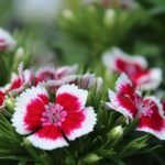 Top 10 Plants for Mediterranean Gardens