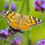 a butterfly on a leaf showing the Top Tips for Attracting Beneficial Insects to Your Garden