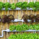 Vertical Gardening