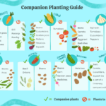 Companion Planting