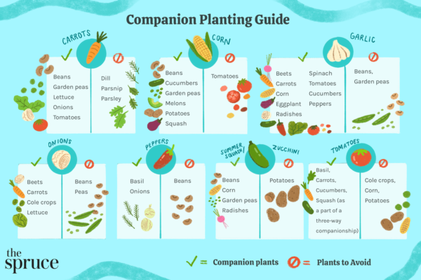 Companion Planting