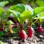 Seasonal Gardening Tips