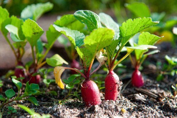 The Best Vegetables to Grow