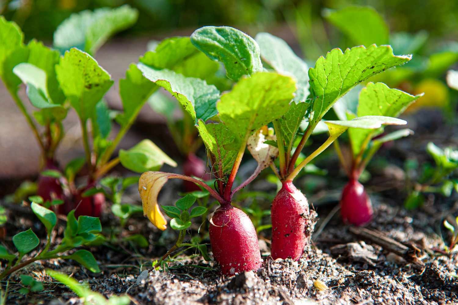 The Best Vegetables to Grow