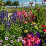 Best Ornamental Plants