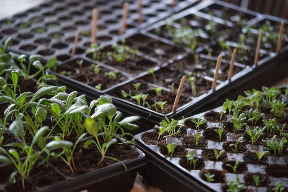 Seed Starting Indoors