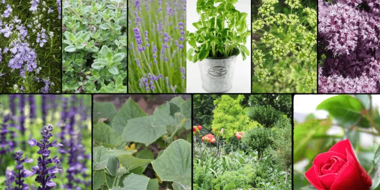 Common Flowers for Gardens